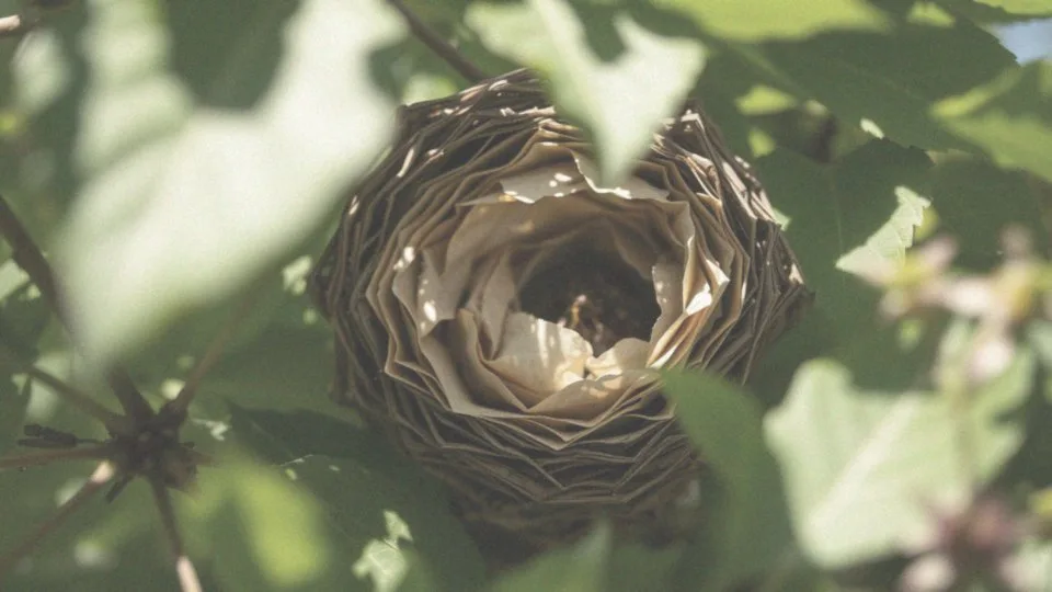 Czy szerszeń może użądlić więcej niż raz?