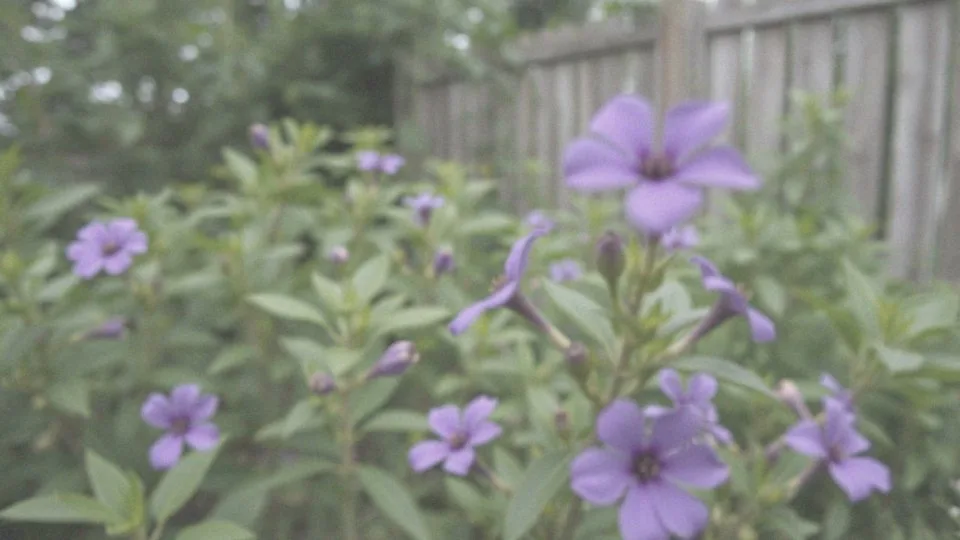 Czy szerszenie są groźne dla ludzi?