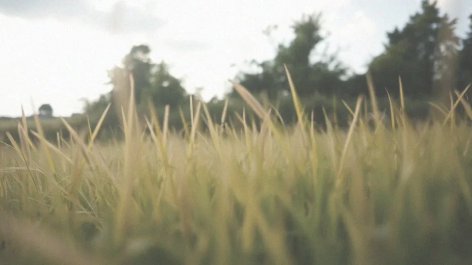 Jakie są powody ataków szerszeni?